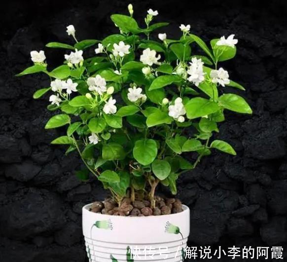 植株|5种花冬天假死后，可别丢了，注意保暖，来年开春还能发芽开花