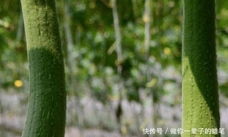 一旦确诊乳腺增生,4种“零嘴”尽量贪吃,通乳散结,身体更健康