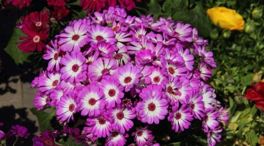 被当做一次性花的漂亮花卉,一个小技巧,还能继续开花