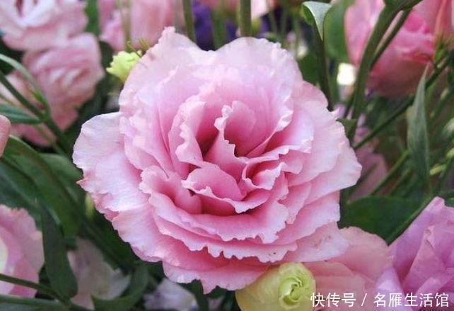 阳台|家里养这几款植物，花姿妖娆，花开香飘溢满屋，阳台变温馨花园