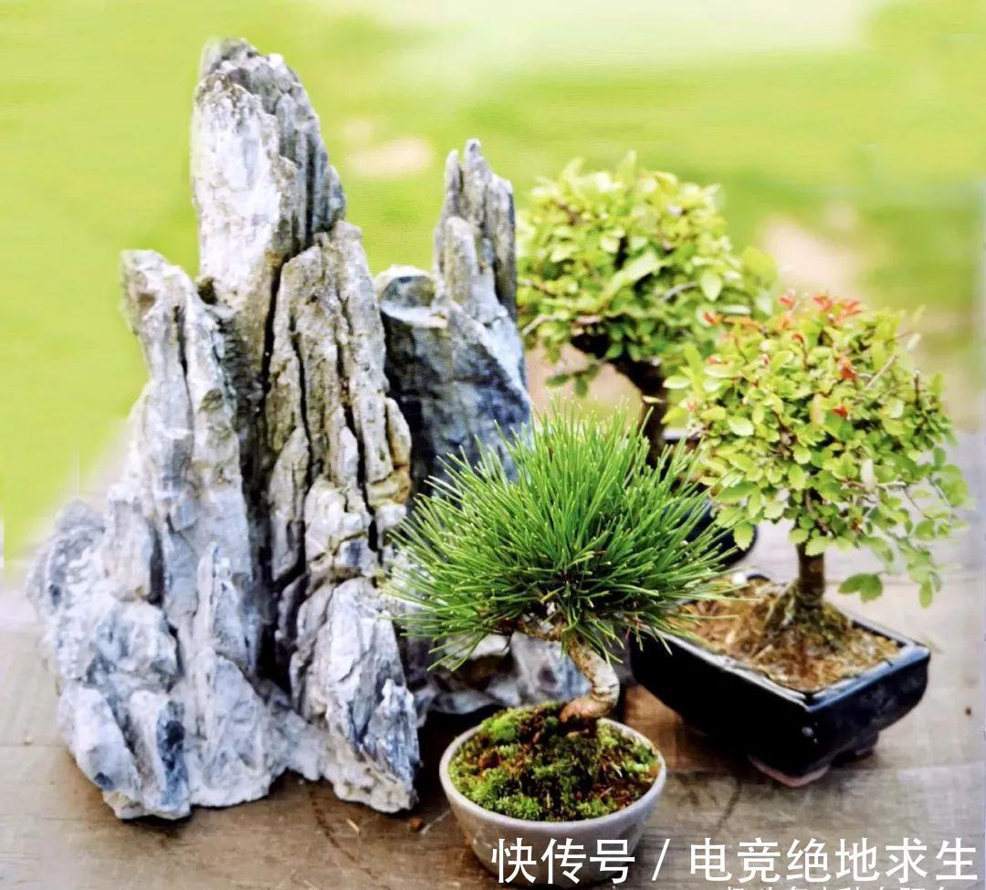 树石盆景:在堤岸坡脚处留出一条透水的缝隙,可享浇水无忧!