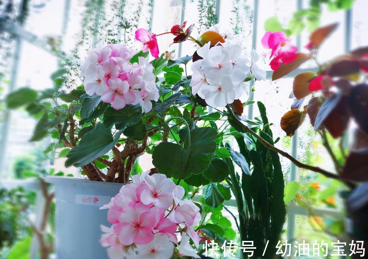 这“三种花”需要旱养,不能被雨淋,叶子也不能沾水,可别大意了