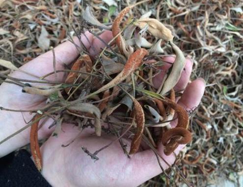 岩石|一种“精灵草”，专长岩石上，民间拿来泡水喝，野外遇见要珍惜