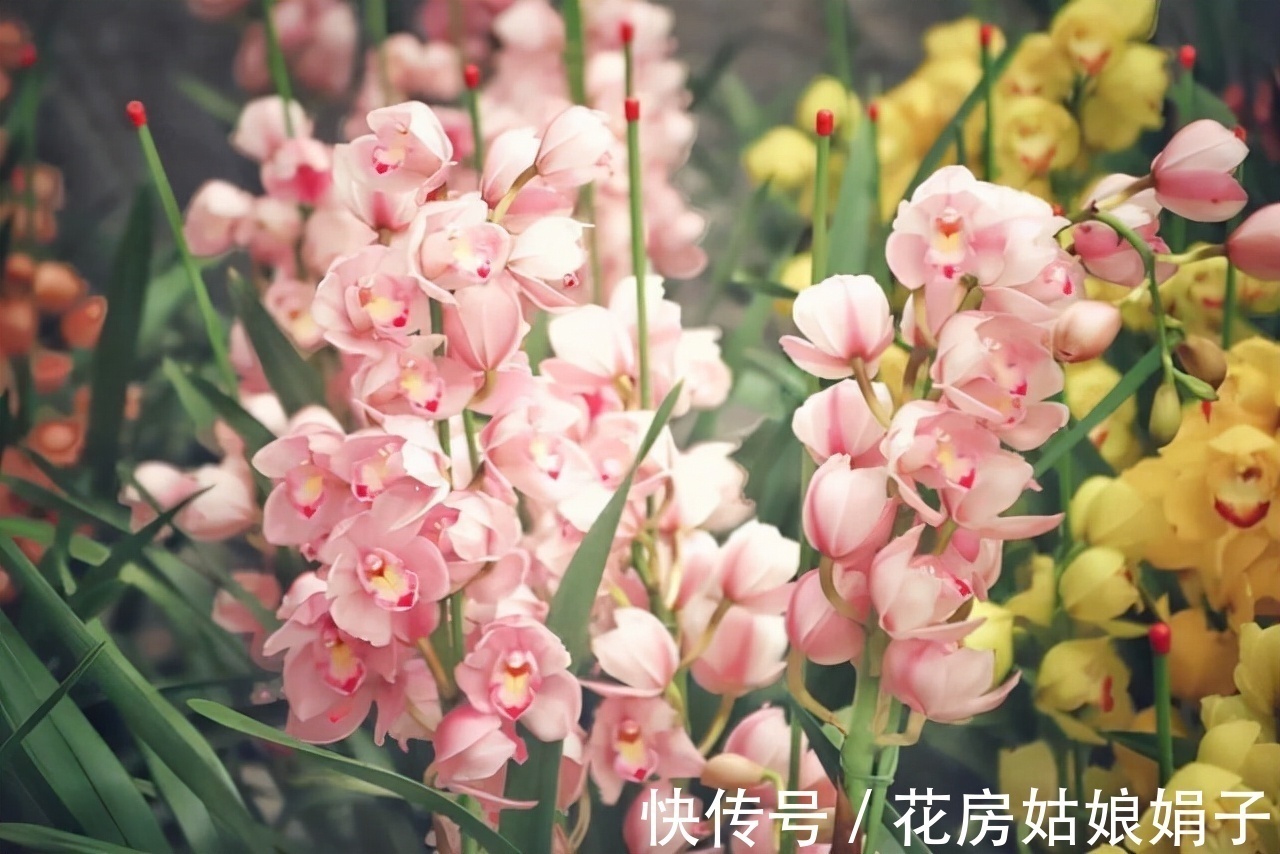 这9种花卉适应性强，各种抗性较高，适合在室内的环境中栽培