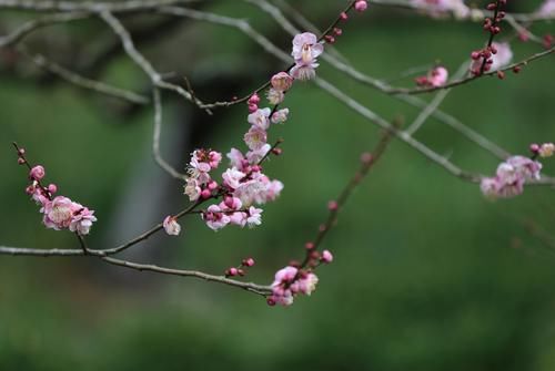 潼南|赏梅黄石寨,踏春正当时