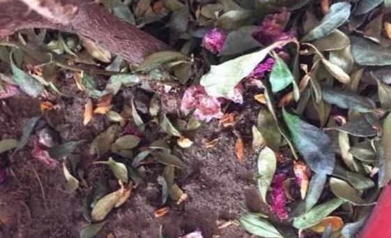 杜鹃花|月季花杜鹃花栀子花总是养不活教你一招,连开3个月!