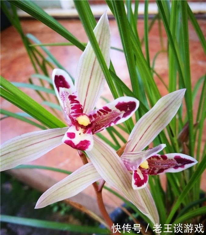 唯此兰花不可辜负！它造型“奇特”，曾30多万一苗，现物美价廉