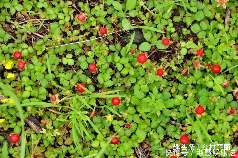  果实|山里的野果是农村童年最珍贵的零食，吃过的至少是90后