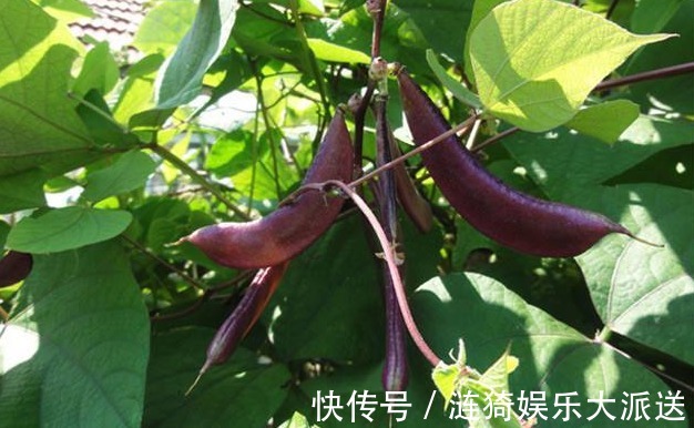 农村|农村以下几种野菜,美容养颜、健脾除湿,还能提高免疫力