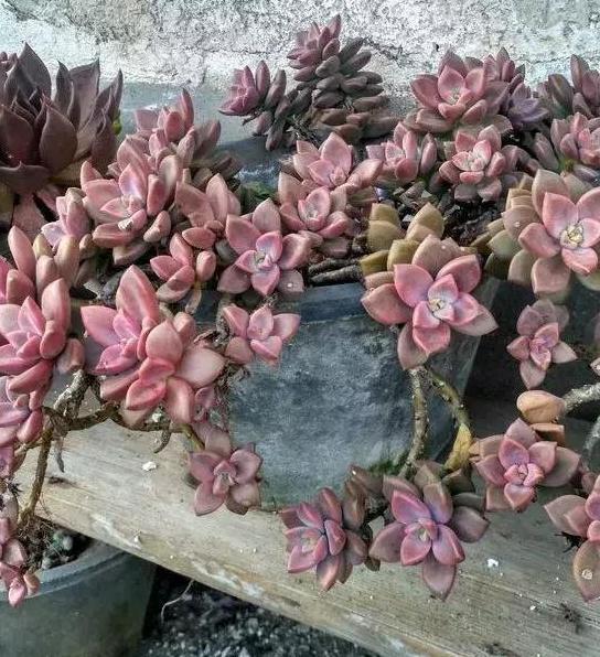 养多肉老桩，不想它茎叶长得乱糟糟就从这4方面着手提升颜值