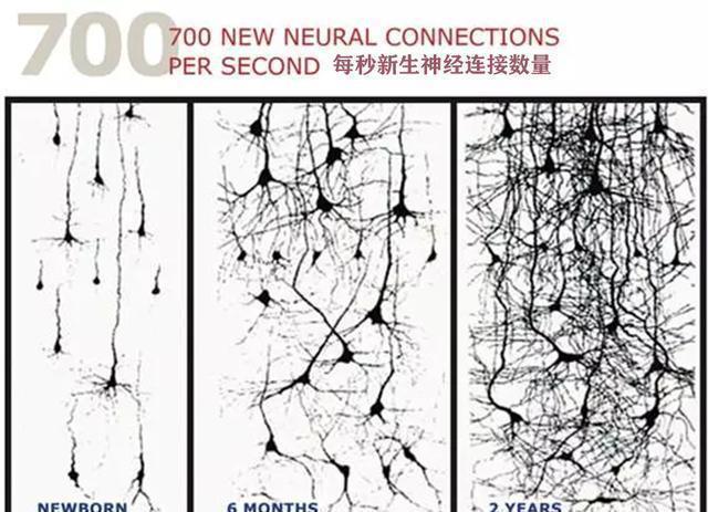 父母|哈佛大学研究:孩子一生中变聪明的时机很短暂,家长千万不能错过