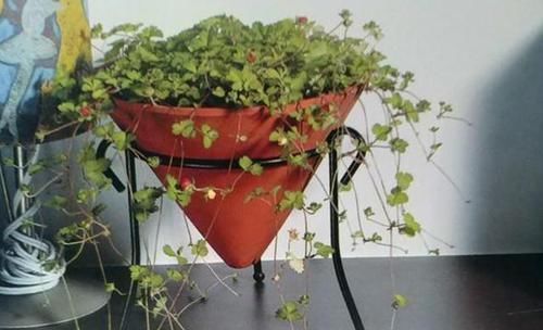 此种植物果实似草莓，叶子四季常青，整个植株上下都是宝