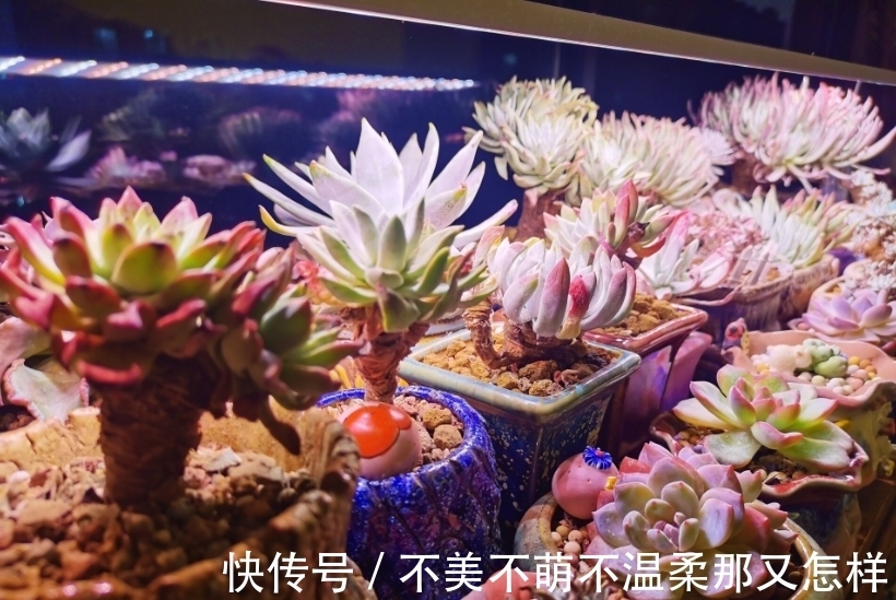 3类多肉不适合叶插,偶尔生根也难发芽,还是别费力气了