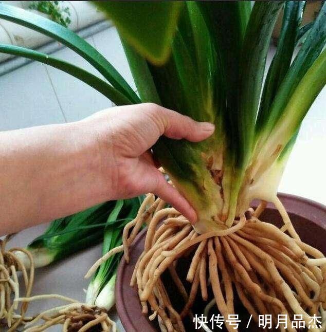 君子兰怎么换盆做好这几点,你就明白了,服盆效果好能开花