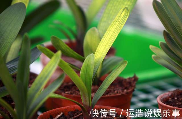 君子兰一直长不好，跟“换盆”有关系，很多人都做错了