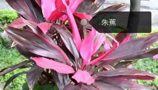 150种常见植物及花卉，你认识几个？