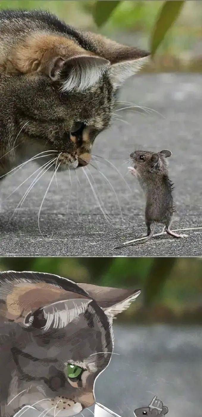 猫和老鼠|现实中的小动物漫改成二次元后是什么样？太有故事性了吧！