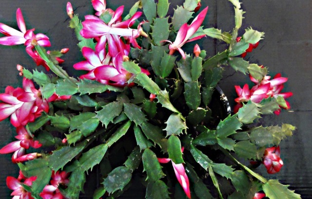 想养花的朋友，告诉你几种花，长期不浇水还郁郁葱葱，有光就够了