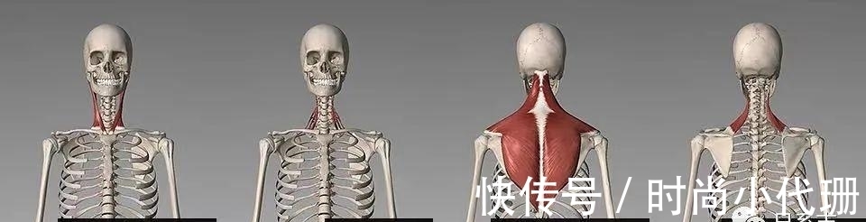 谣言|关于斜方肌的谣言，适可而止吧！