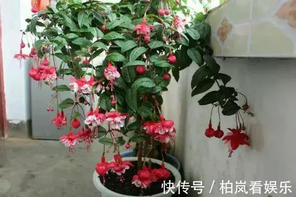 养花|3种花人称“夏必死”，买一盆死一盆，新手小白别忽视