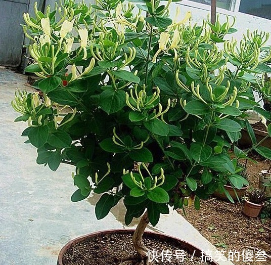 这九种花，随便扔土里，就能长成一片，开花不断