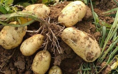 血脂异常|医生提醒：体内血脂过高，2种“素食”尽量少吃，应牢记