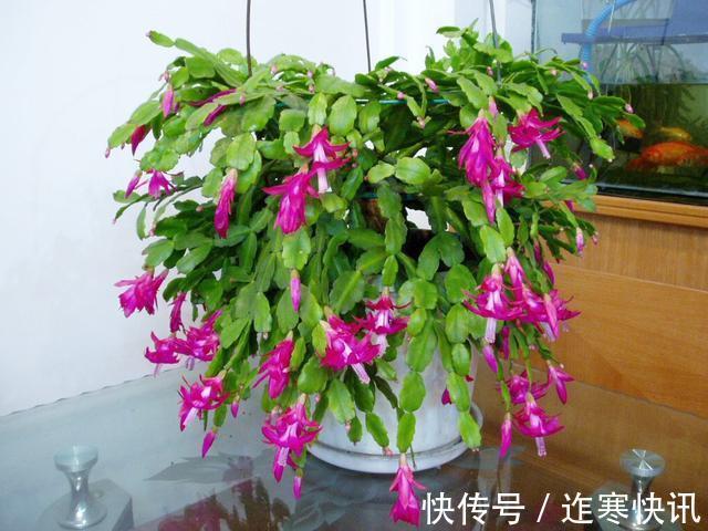 嫁接的蟹爪兰怎么养做到这“一点”，开成一棵花树，层层都是花