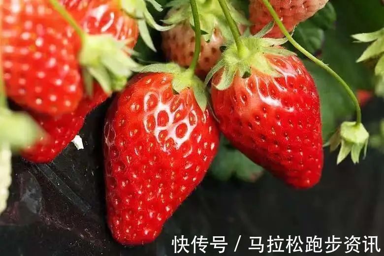 半程马拉松|倒计时2天!2022年首场金牌马拉松新闻发布会及报名即将开启!