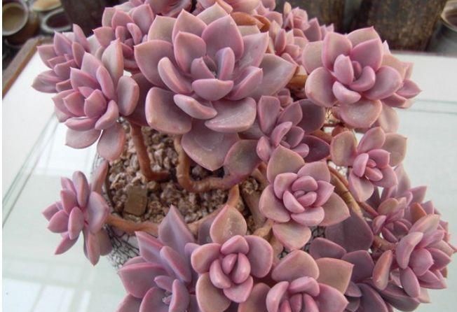 桃蛋|封闭小阳台,也能养多肉,摆上这几种,上色快易爆盆