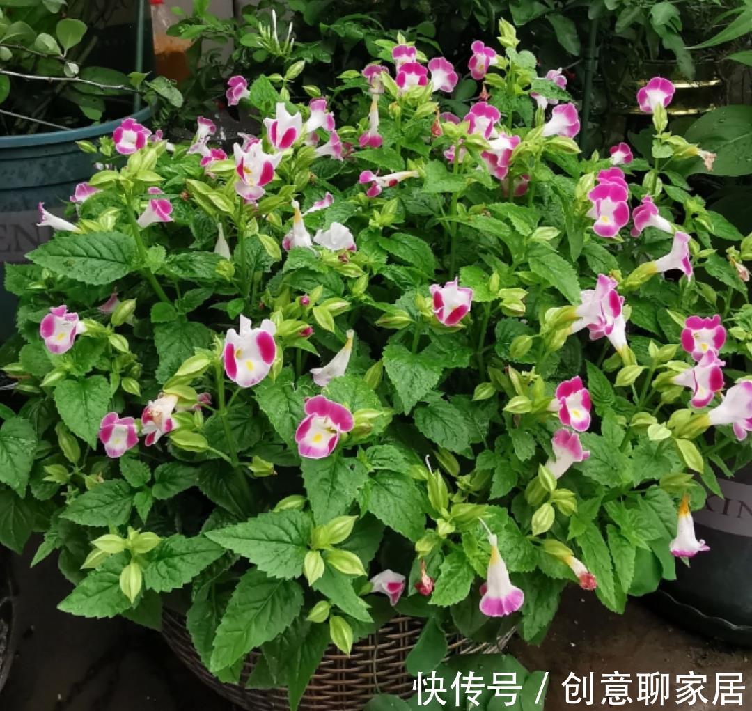 凤仙花|10种花开完不要剪,等20天之后,1盆变多盆