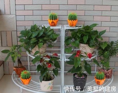 阿司匹林|这3种“酸水”,隔7天给花倒一点,比生根水都给力,养1盆爆1盆!