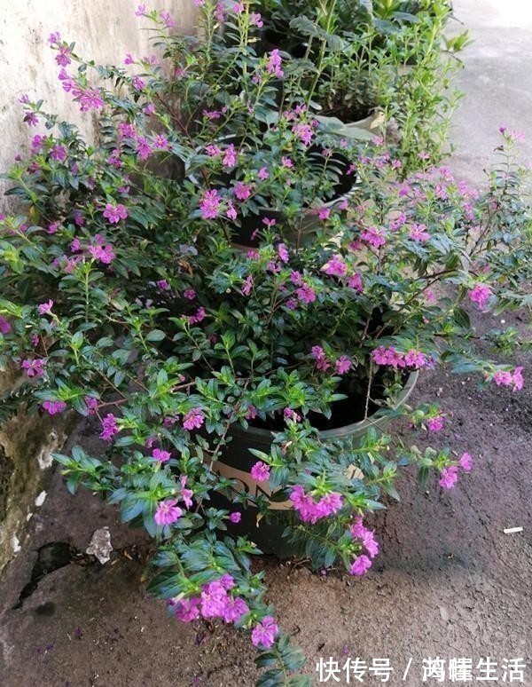 一款很耐热的盆栽花，适合夏天种，终年常绿，四季开花，值得入手