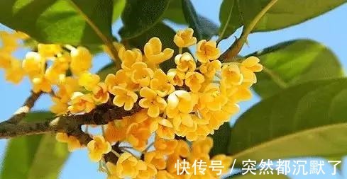 美丽的传说#桂花，就是最美秋日诗词