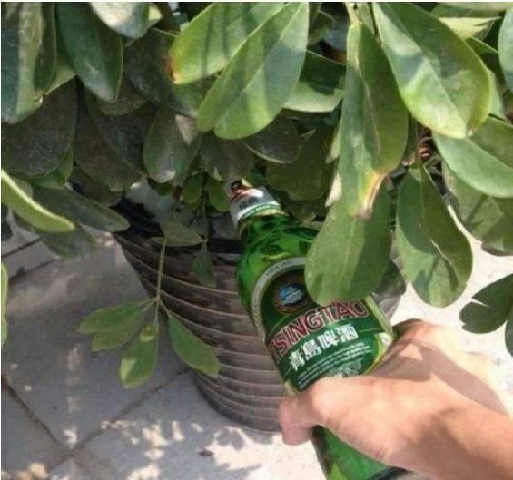 盆土变硬如“石头”,不用换盆,浇这“2种水”,比新土还松软