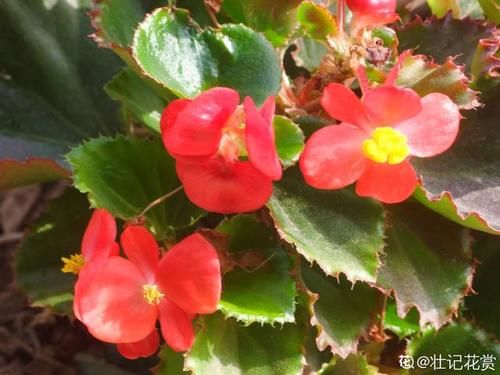 常见的海棠，开花后像“美人”，颜值一个比一个高