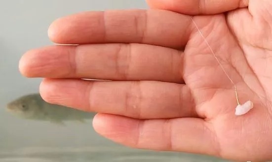 钓了30年鱼,才知晓这鲫鱼饵根本不用买,比蚯蚓还好用