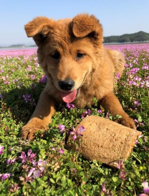 赶紧去！湖口这个地方惊现超大一片粉色花海，错过再等一年！