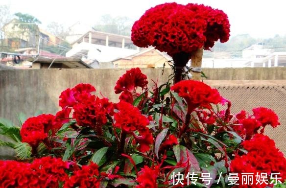 鸡冠花想“爆花”淘米水加点“渣”,花朵似蒲扇,开成一片花海