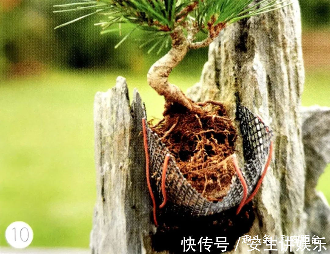 山水盆景不是非“水”不可,看山石与树木如何演绎一道山水盆景!