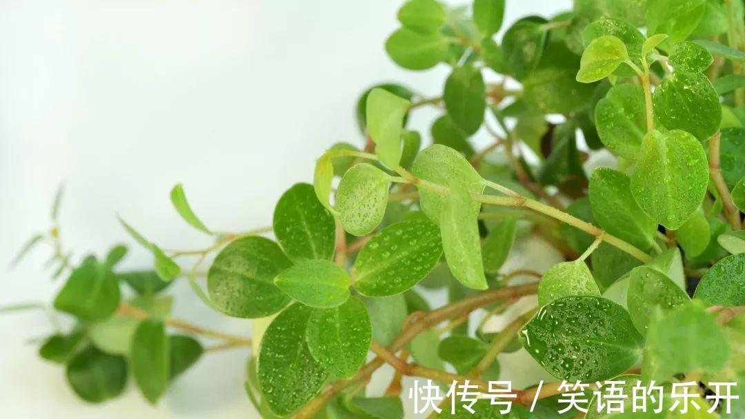 植物|花卉好不容易熬过冬，初春这5点没做好，分分钟死给你看