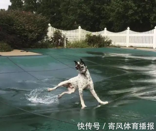 |10张有趣的图片,图片才能看出搞笑的地方