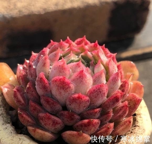 塑料|种多肉用小盆,一盆多种,挤在一起养,状态更好,根系更发达