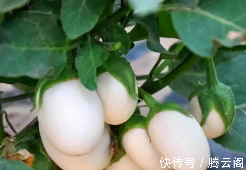 世界上一种“神奇”的树,能够结出“鸡蛋”,起源于中国!