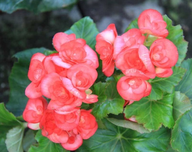 花中仙子四季海棠养护,做好这三点,植株旺,叶色绿,花更红