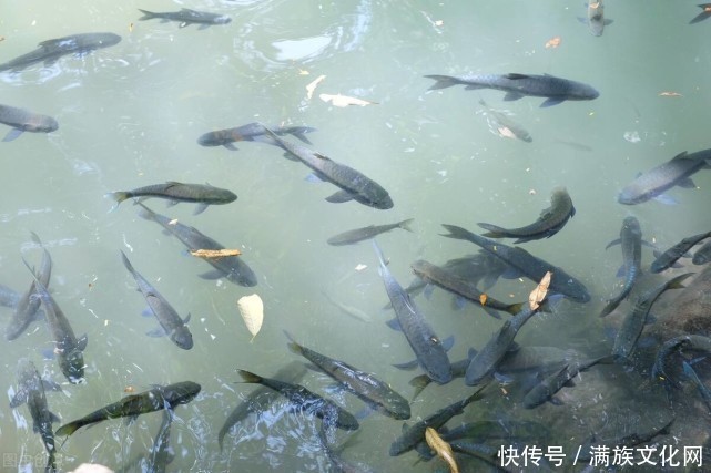 蹊跷|“冰上捕鱼单线拽”——关东这一怪怪得蹊跷 单线究竟拽什么