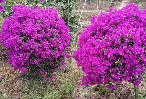 想要盆栽三角梅花团锦簇就从4方面入手，保管1个月花满枝头