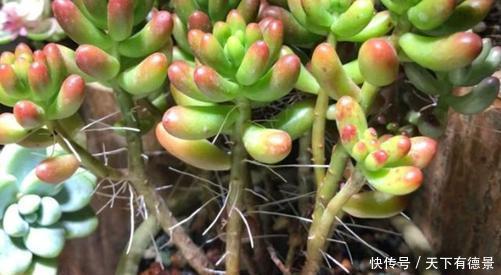 植株|多肉长出白色须根，应该如何解决？一起来看看老花农怎么做