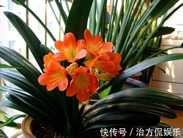 花卉|花市买花“要当心”,3种花“白送”也不要,养不活还占位置!