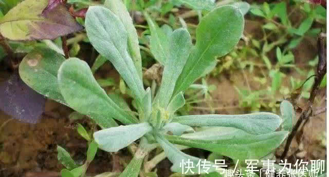 食物|想长寿先养生，不妨多吃三种食物，帮助消化，增强食欲，预防便秘