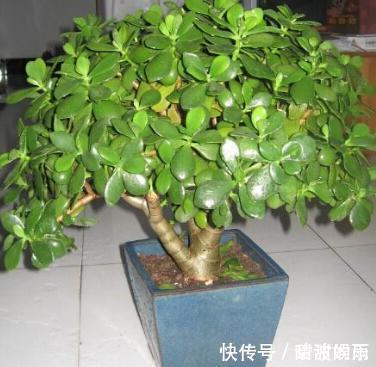 硬挺性|家庭养玉树,修剪讲究“时间”,才能枝繁叶茂,变成美盆景